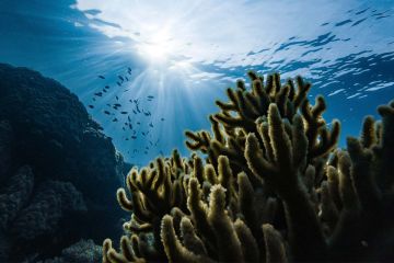 Own Your Micronesia Mining Camp for Sale Now!